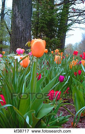 Orange Red And Pink Tulips View Large Photo Image Stock Photo - Orange Red And Pink Tulips . Fotosearch