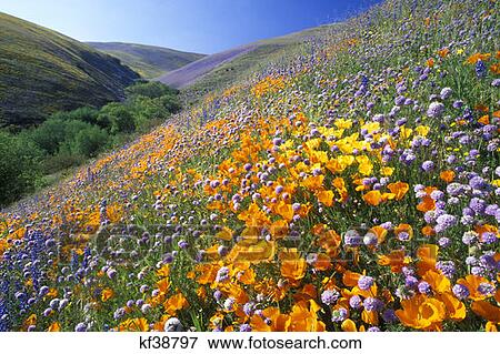 Orange, Yellow And Purple Poppies And Lupine In Field View Large Photo Image Stock Photo - Orange, Yellow And Purple Poppies And Lupine In Field. Fotosearch