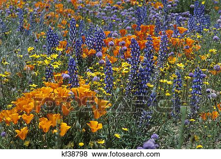 Orange, Yellow And Purple Poppies And Lupine In Field View Large Photo Image Stock Photo - Orange, Yellow And Purple Poppies And Lupine In Field. Fotosearch