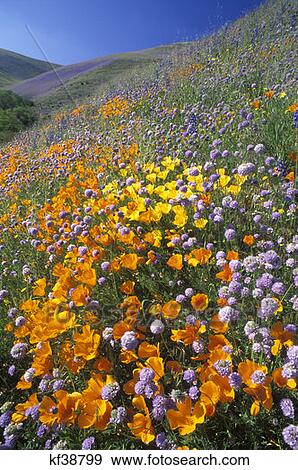 Stock Photo - Orange, Yellow And Purple Poppies And Lupine In Field. Fotosearch