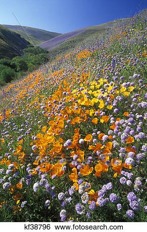 Orange, Yellow And Purple Poppies And Lupine In Field View Large Photo Image Stock Photograph - Orange, Yellow And Purple Poppies And Lupine In Field. Fotosearch