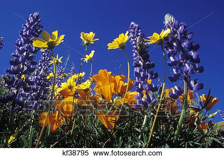 Orange, Yellow And Purple Poppies And Lupine In Field View Large Photo Image Stock Photography - Orange, Yellow And Purple Poppies And Lupine In Field. Fotosearch