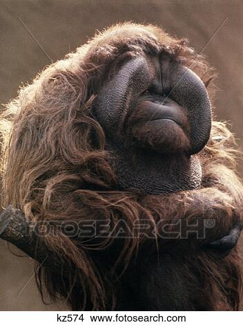 Orangutan View Large Photo Image Picture - Orangutan . Fotosearch