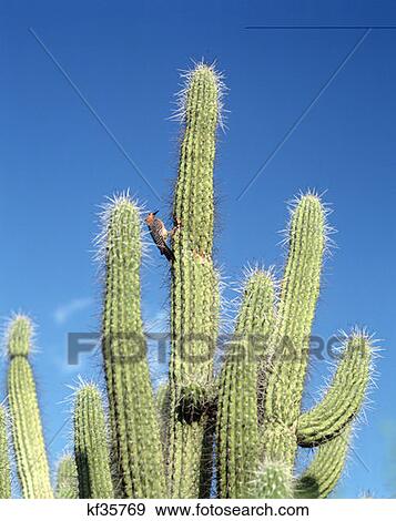 Stock Photo - Organ Pipe Cactus Desert Botanical Garden Phoenix, Arizona. Fotosearch