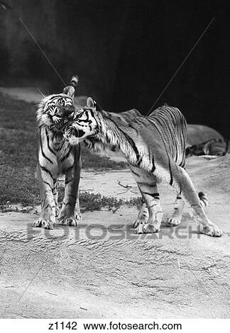 Stock Image - Pair Of Tigers Standing On Rock One Nuzzling Up To The Other . Fotosearch