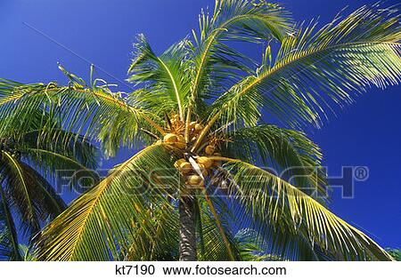 Palm Tree Playa De Carmen, Mexico View Large Photo Image Stock Image - Palm Tree Playa De Carmen, Mexico. Fotosearch