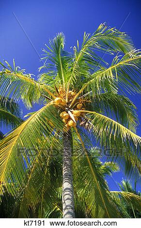 Palm Tree Playa De Carmen, Mexico View Large Photo Image Stock Image - Palm Tree Playa De Carmen, Mexico. Fotosearch