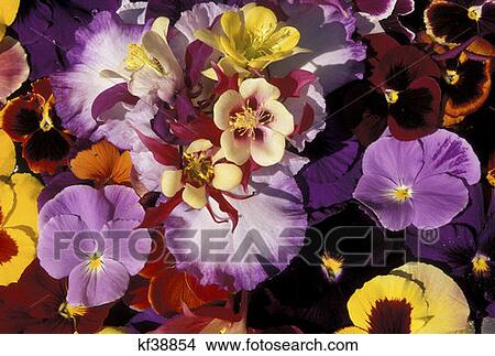 Picture - Pansy Columbine Petal Display Schreiners Iris Gardens Marion County . Fotosearch