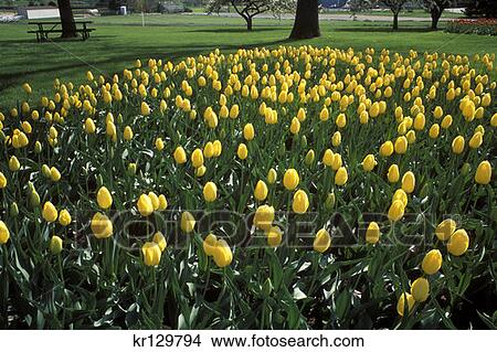 Picture - Pella Ia Bed Of Yellow Tulips In Brinkhoff Park . Fotosearch