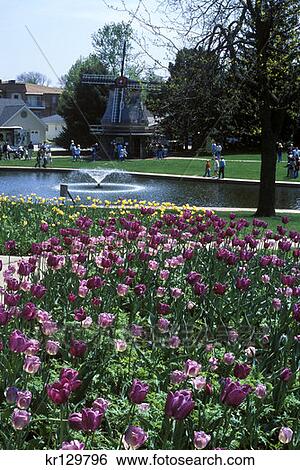 Pella Ia Sunken Gardens Park With Dutch Windmill Pond And Tulips View Large Photo Image Stock Photograph - Pella Ia Sunken Gardens Park With Dutch Windmill Pond And Tulips . Fotosearch