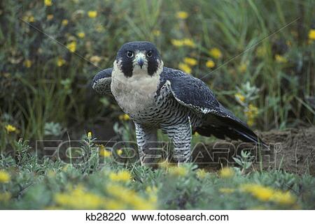 Peregrine Falcon Falco Peregrinus  View Large Photo Image Stock Image - Peregrine Falcon Falco Peregrinus . Fotosearch