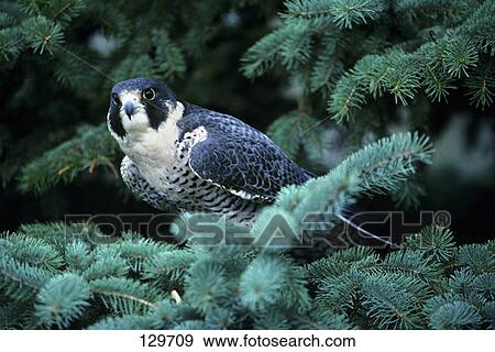 Peregrine Falcon Falco Peregrinus Sitting Pinebranch View Large Photo Image Stock Photo - Peregrine Falcon Falco Peregrinus Sitting Pinebranch. Fotosearch