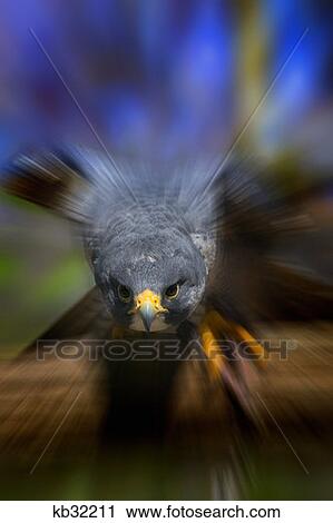 Stock Image - Peregrine Falcon. Fotosearch