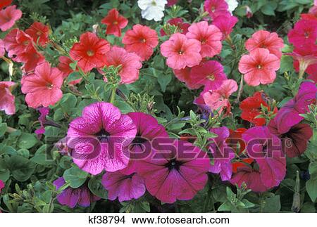 Petunia Flowers Pink And Purple View Large Photo Image Picture - Petunia Flowers Pink And Purple. Fotosearch