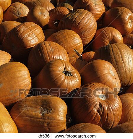 Pile Of Orange Pumpkins Halloween Pattern Harvest Fruit Vegetable Plenty Abundance Autumn Round Group View Large Photo Image Stock Image - Pile Of Orange Pumpkins Halloween Pattern Harvest Fruit Vegetable Plenty Abundance Autumn Round Group. Fotosearch