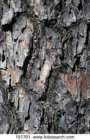 Pine Bark Close-Up View Large Photo Image Stock Image - Pine Bark Close-Up . Fotosearch