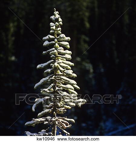 Pine In Snow Yoho National Park British Columbia View Large Photo Image Stock Photograph - Pine In Snow Yoho National Park British Columbia. Fotosearch
