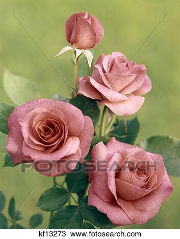 Pink Roses View Large Photo Image Stock Image - Pink Roses. Fotosearch