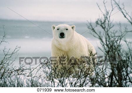 Stock Photo - Polar Bear Ursus Maritimus. Fotosearch