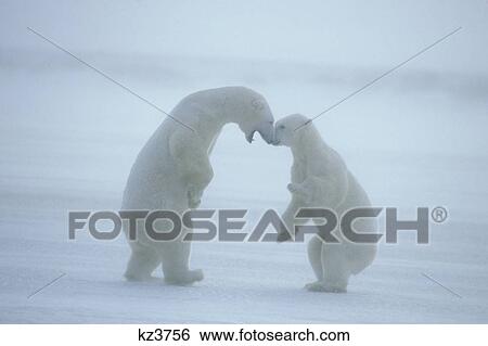 Polar Bears Ursus Maritimus View Large Photo Image Stock Photograph - Polar Bears Ursus Maritimus . Fotosearch