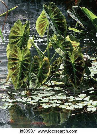 Pond With Ornamental Plants In Deep Cut Park Monmouth County, New Jersey View Large Photo Image Stock Photo - Pond With Ornamental Plants In Deep Cut Park Monmouth County, New Jersey. Fotosearch