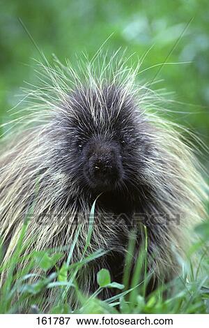 Porcupine North American Erethizon Dorsatum View Large Photo Image Stock Photo - Porcupine North American Erethizon Dorsatum . Fotosearch
