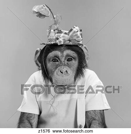 Stock Photograph - Portrait Monkey Chimpanzee Chimp Wearing Stupid Funny Hat With Bow And Flower Humanized Character . Fotosearch