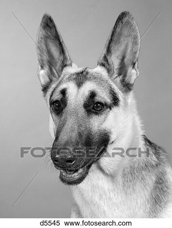 Portrait Of German Shepherd Looking Friendly Happy Ears View Large Photo Image Stock Photography - Portrait Of German Shepherd Looking Friendly Happy Ears . Fotosearch