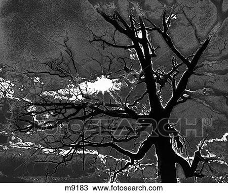 Posterization Of Sun Peeking Through Opening In Leaves Of Tree View Large Photo Image Stock Image - Posterization Of Sun Peeking Through Opening In Leaves Of Tree . Fotosearch