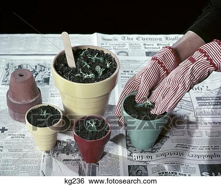 Potted Plants Pots Seeds View Large Photo Image Stock Photograph - Potted Plants Pots Seeds. Fotosearch