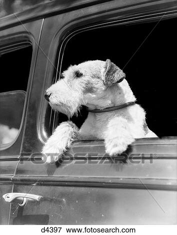 Profile Portrait Of Wire Haired Terrier Dog In Car Window View Large Photo Image Stock Photo - Profile Portrait Of Wire Haired Terrier Dog In Car Window . Fotosearch