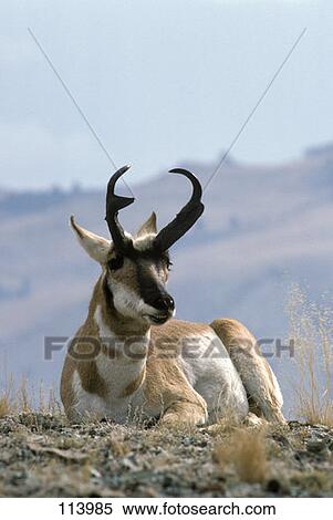 Stock Photography - Pronghorn Antelope Antilocapra Americana Buck . Fotosearch