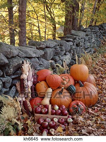 Pumpkins Squash Apples Corn By Stone Fence Autumn Harvest Plenty View Large Photo Image Stock Photography - Pumpkins Squash Apples Corn By Stone Fence Autumn Harvest Plenty . Fotosearch