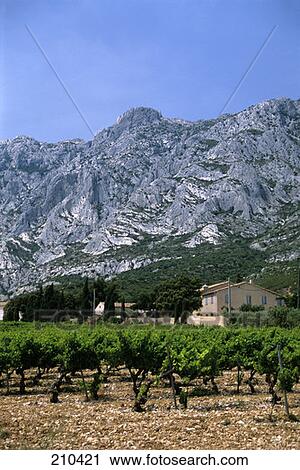 Puyloubier France Vineyard At Mt. St. Victoire View Large Photo Image Stock Image - Puyloubier France Vineyard At Mt. St. Victoire . Fotosearch