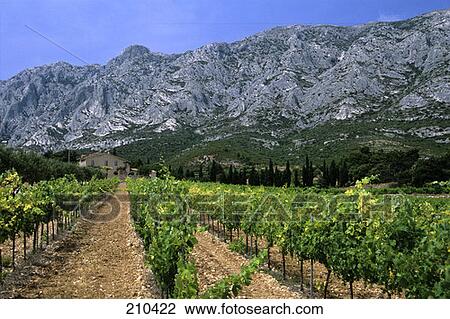 Puyloubier France Vineyard At Mt. St. Victoire View Large Photo Image Stock Image - Puyloubier France Vineyard At Mt. St. Victoire . Fotosearch