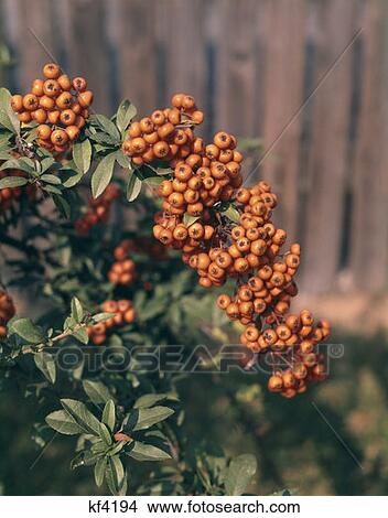 Pyracantha Berries Autumn View Large Photo Image Picture - Pyracantha Berries Autumn. Fotosearch