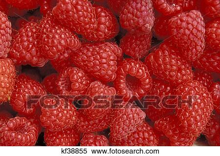 Rasberries Marion County Oregon View Large Photo Image Stock Photography - Rasberries Marion County Oregon . Fotosearch