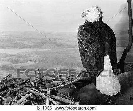 Rear View Of Bald Eagle Haliaeetus Leucocephalus With Head Turned To Side Perched On Branch Overlooking Landscape In Museum Setting View Large Photo Image Stock Photograph - Rear View Of Bald Eagle Haliaeetus Leucocephalus With Head Turned To Side Perched On Branch Overlooking Landscape In Museum Setting . Fotosearch