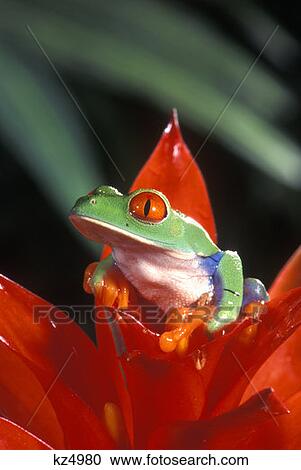 Stock Image - Red Eyed Tree Frog Agalychnis Callidryas Costa Rica . Fotosearch