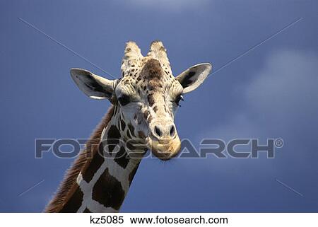 Reticulated Giraffe Kenya, Africa View Large Photo Image Stock Photography - Reticulated Giraffe Kenya, Africa. Fotosearch