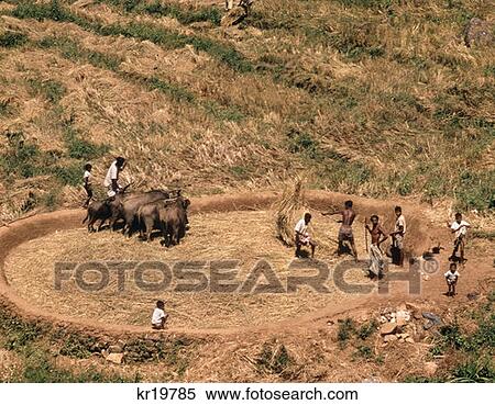 Retro Ceylon Primitive Rice Thrashing Trmpling Animals View Large Photo Image Stock Photography - Retro Ceylon Primitive Rice Thrashing Trmpling Animals. Fotosearch