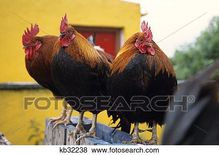 Stock Photo - Rhode Island Red Roosters Aran Islands Ireland. Fotosearch