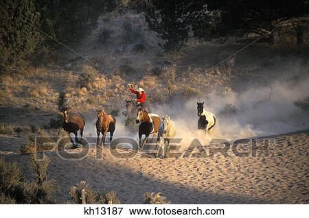 Rock Springs Ranch, Bend, Oregon Cowgirl Riding Roping A Horse View Large Photo Image Stock Photo - Rock Springs Ranch, Bend, Oregon Cowgirl Riding Roping A Horse. Fotosearch