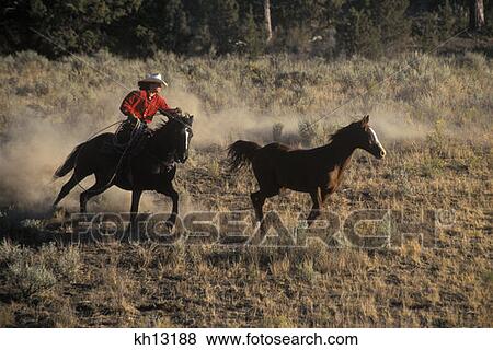 Rock Springs Ranch, Bend, Oregon Cowgirl Riding Roping A Horse View Large Photo Image Stock Photo - Rock Springs Ranch, Bend, Oregon Cowgirl Riding Roping A Horse. Fotosearch