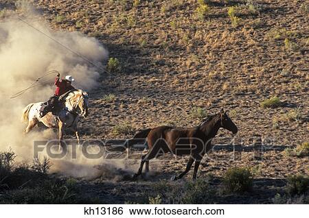 Rock Springs Ranch, Bend, Oregon Cowgirl Riding Roping A Horse View Large Photo Image Stock Photograph - Rock Springs Ranch, Bend, Oregon Cowgirl Riding Roping A Horse. Fotosearch