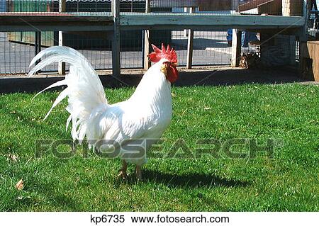 Rooster In Grass On Farm Coop View Large Photo Image Stock Photography - Rooster In Grass On Farm Coop . Fotosearch