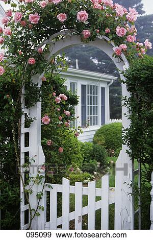 Rose Arbor White Fence Gateway To Garden Pink Roses View Large Photo Image Stock Photo - Rose Arbor White Fence Gateway To Garden Pink Roses. Fotosearch