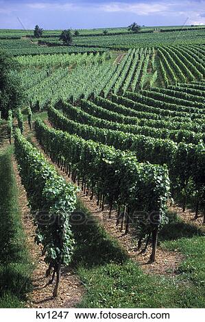 Stock Photo - Route Du Vin Vinyards Eguisheim Haut Rhin France . Fotosearch