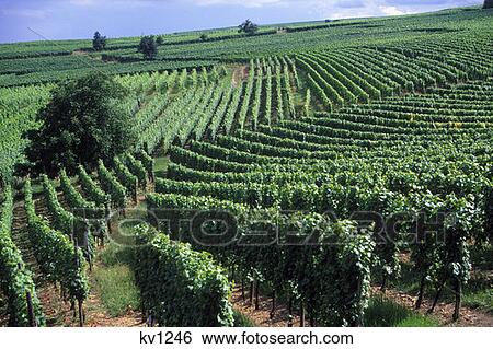Stock Photograph - Route Du Vin Vinyards Eguisheim Haut Rhin France . Fotosearch