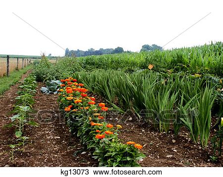 Rows Of Plants And Flowers In Garden Lancaster Pa  View Large Photo Image Stock Image - Rows Of Plants And Flowers In Garden Lancaster Pa . Fotosearch